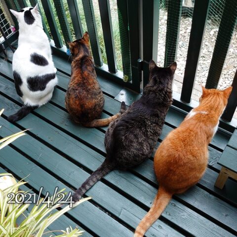 mark & coco & fumi & Lin