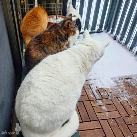 coco & fumi & Lin & Ryu