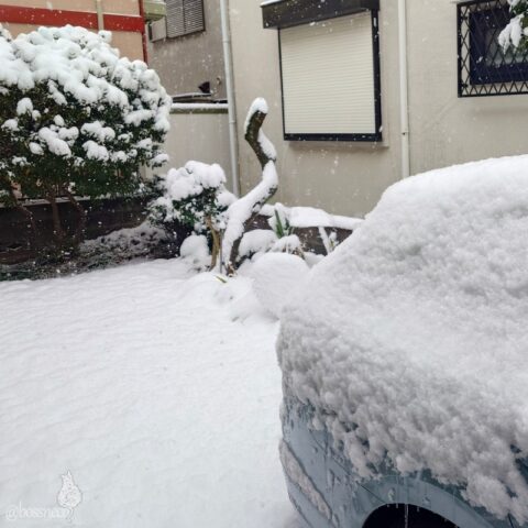 庭の雪