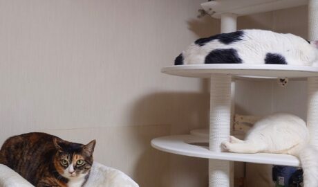 coco & fumi & Lin & Ryu