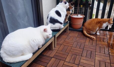 coco & fumi & Lin & Ryu