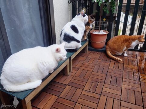 coco & fumi & Lin & Ryu