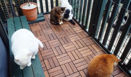 coco & fumi & Lin & Ryu