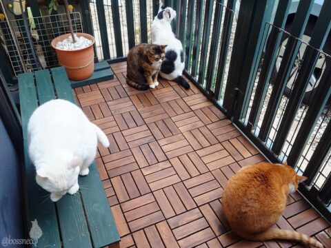 coco & fumi & Lin & Ryu