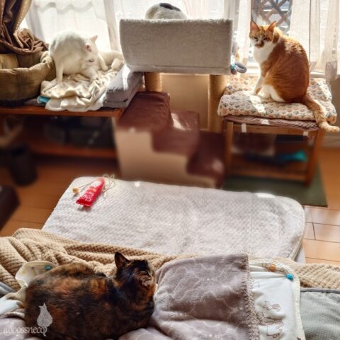 coco & fumi & Lin & Ryu