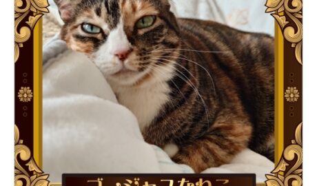 ファミリ〜にゃ〜ト大作戦