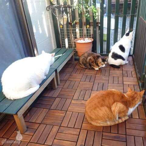 coco & fumi & Lin & Ryu