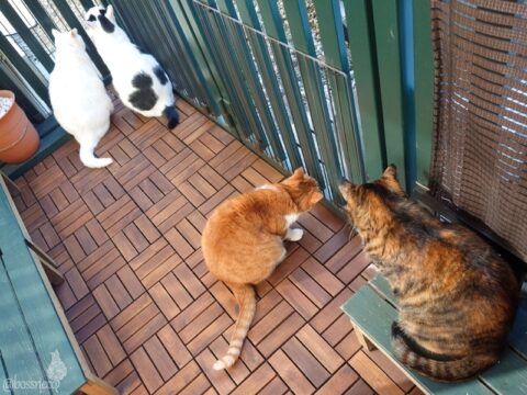 coco & fumi & Lin & Ryu