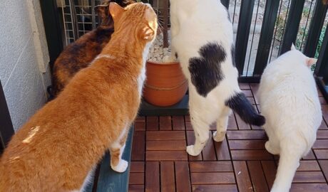 coco & fumi & Lin & Ryu