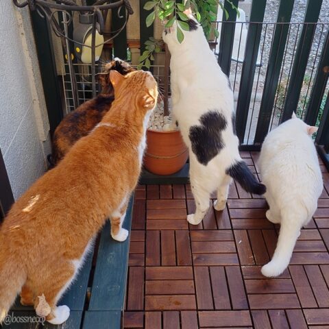 coco & fumi & Lin & Ryu