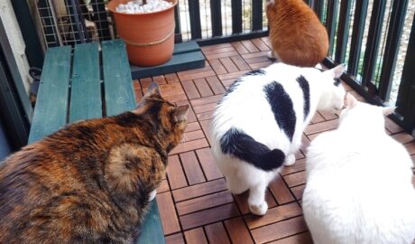 coco & fumi & Lin & Ryu