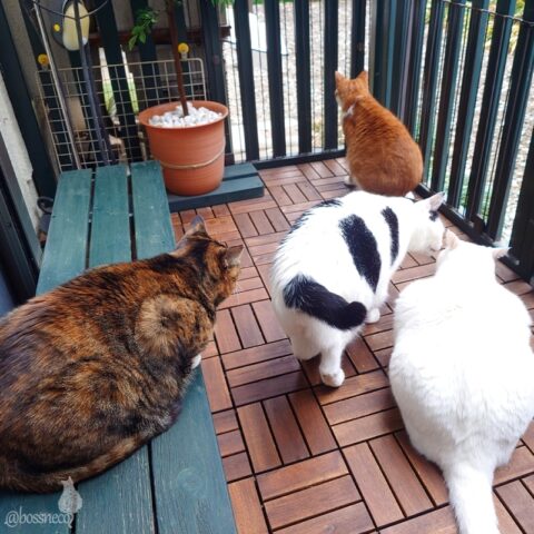 coco & fumi & Lin & Ryu