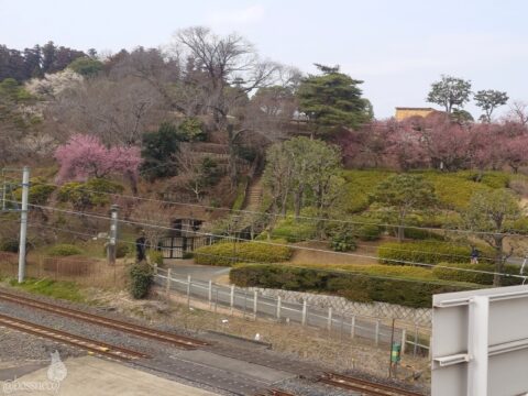 千波湖から偕楽園を望む