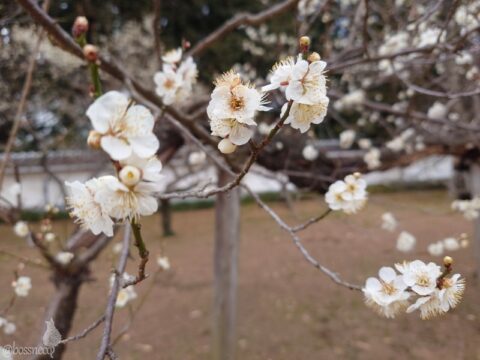 白梅のお花