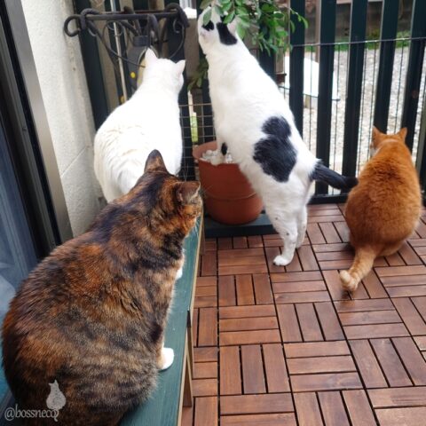 coco & fumi & Lin & Ryu