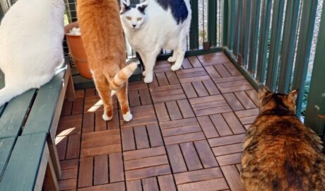 coco & fumi & Lin & Ryu