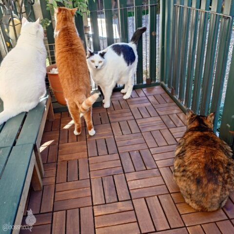 coco & fumi & Lin & Ryu