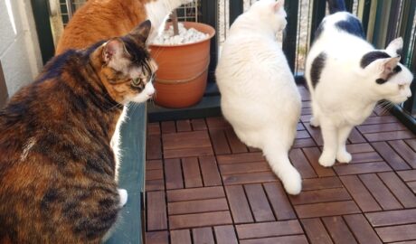 coco & fumi & Lin & Ryu