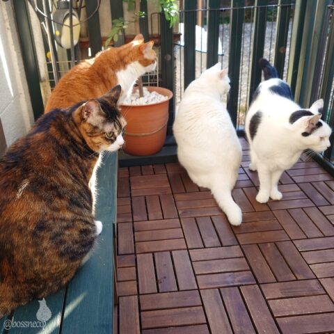 coco & fumi & Lin & Ryu