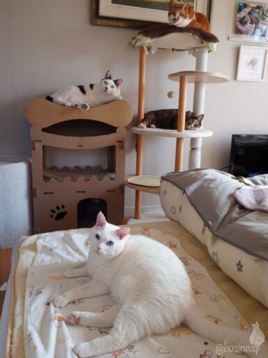 coco & fumi & Lin & Ryu