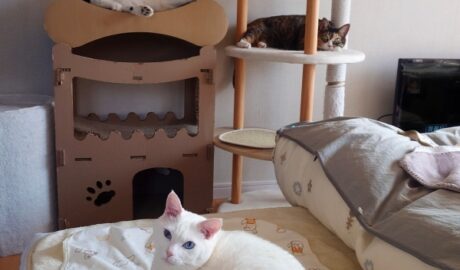 coco & fumi & Lin & Ryu