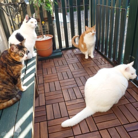 coco & fumi & Lin & Ryu