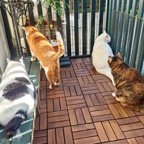 coco & fumi & Lin & Ryu