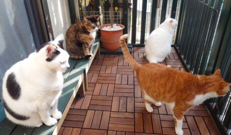 coco & fumi & Lin & Ryu