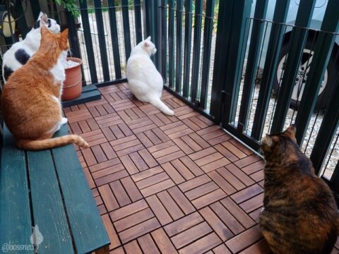 coco & fumi & Lin & Ryu