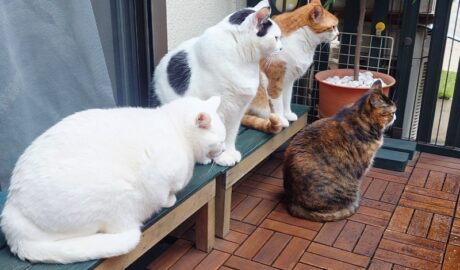 coco & fumi & Lin & Ryu