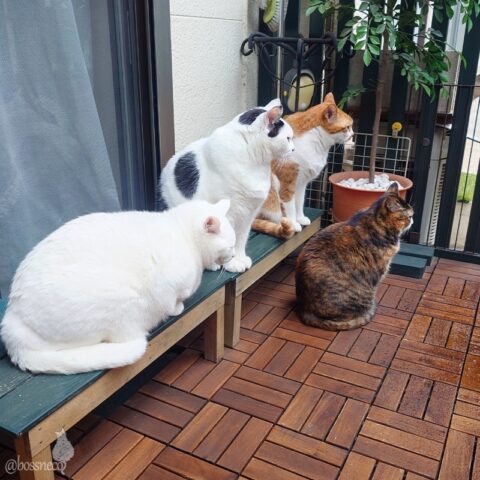 coco & fumi & Lin & Ryu