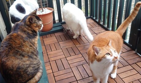 coco & fumi & Lin & Ryu