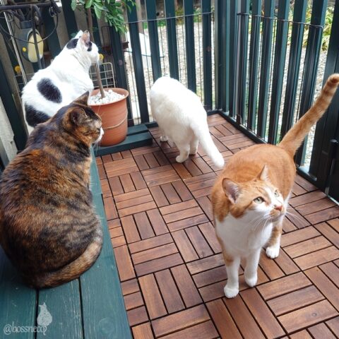 coco & fumi & Lin & Ryu