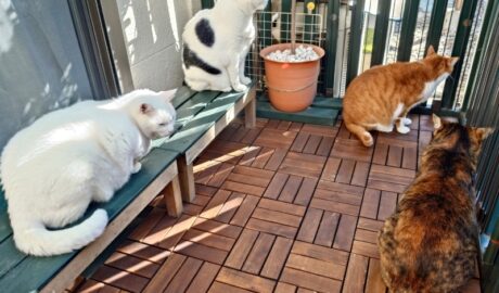 coco & fumi & Lin & Ryu