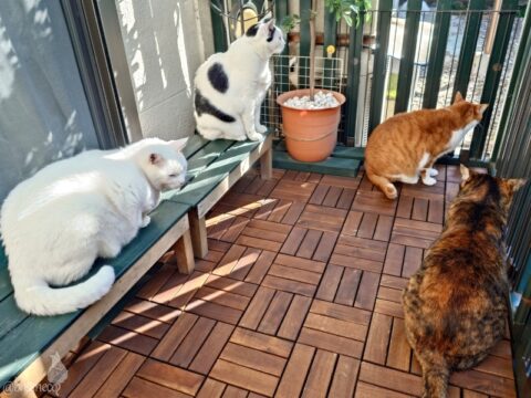 coco & fumi & Lin & Ryu