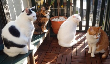 coco & fumi & Lin & Ryu