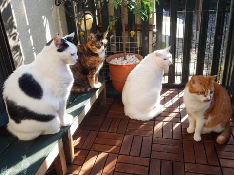 coco & fumi & Lin & Ryu