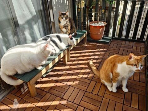 coco & fumi & Lin & Ryu