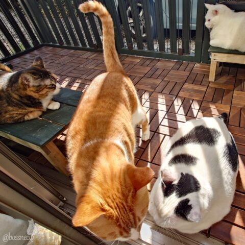 coco & fumi & Lin & Ryu