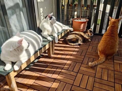 coco & fumi & Lin & Ryu