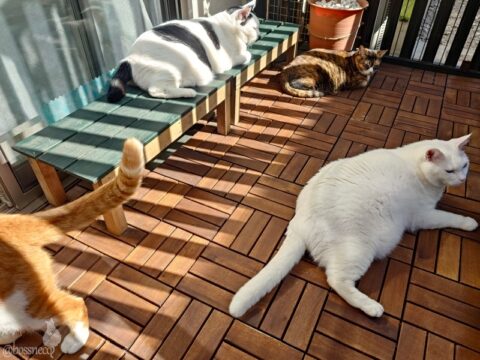 coco & fumi & Lin & Ryu